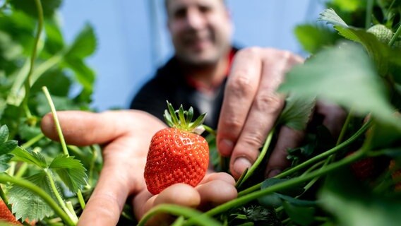 Maximilian Roth, Landwirt und Geschäftsführer vom Erdbeerparadies Krähenwinkel in Langenhagen, hält in einem Folientunnel eine reife Erdbeere in der Hand. © dpa-Bildfunk Foto:  Hauke-Christian Dittrich