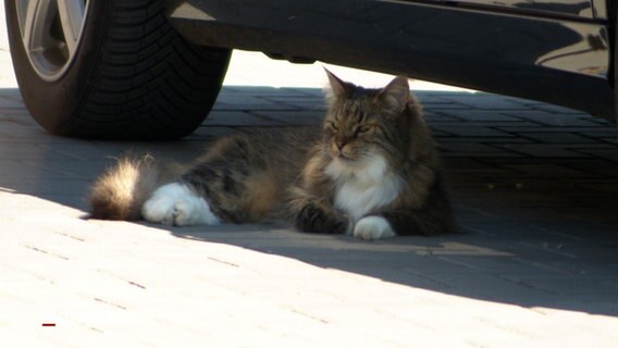 Eine Katze sitzt unter einem Pkw und beobachtet ihre Umgebung © NDR Foto: NDR Screenshot